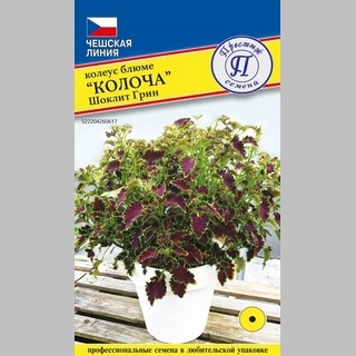 Колеус Колоча Шоклит Грин