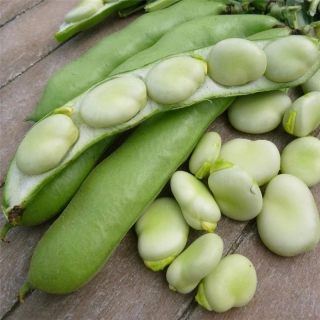 Бобы Виндзорские