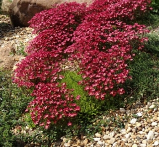 Камнеломка Пурпурный ковёр