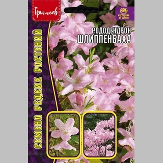 Рододендрон Шлиппенбаха (большой пакет)