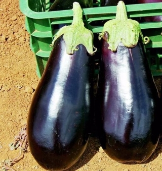 Баклажан Солярис