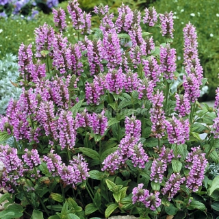 Котовник Розовая пантера