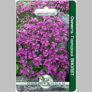 Обриетта Виолет (гибридная)