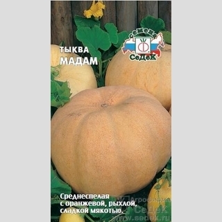 Тыква Мадам