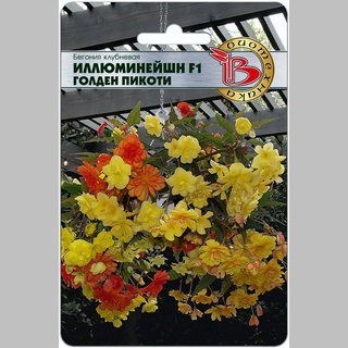 Бегония Иллюминейшн F1 Голден Пикоти (ампельная)