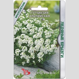 Гутчинзия Ледяные брызги альпийская