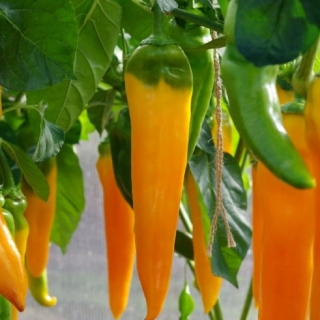 Перец Желтая Капия F1