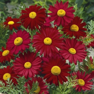 Пиретрум Гармония