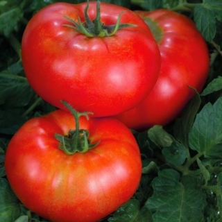 Томат Сибирский Здоровяк