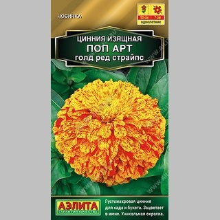 Цинния Поп Арт Голд Ред Страйпс