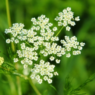 Тмин Восточный аромат