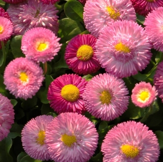 Маргаритка Весна розовая