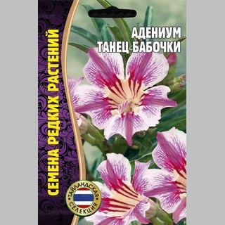 Адениум Танец Бабочки (тучный) (большой пакет)