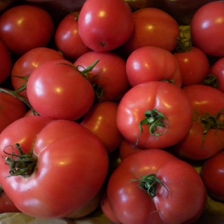 Томат Кукла Маша F1