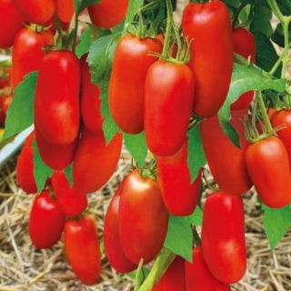 Томат Стерлядь F1