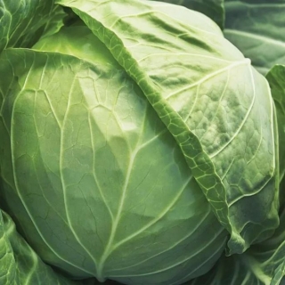 Капуста Золотой гектар-1432