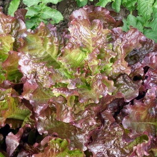 Салат Десерт ®