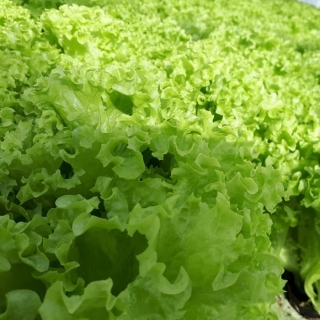 Салат Кучерявец Одесский