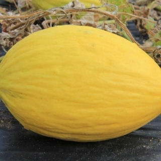 Дыня Цыпочка F1