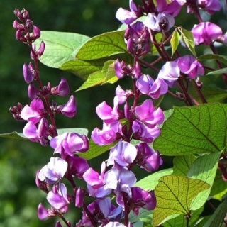 Долихос Красный водопад