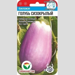 Баклажан Голубь сизокрылый