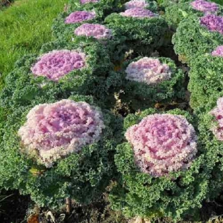 Капуста Северная роза декоративная