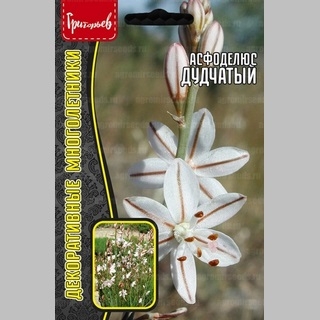Асфоделюс Дудчатый (большой пакет)