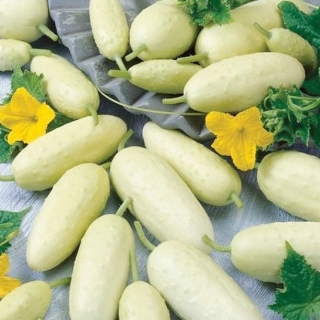 Огурец Блондинчик