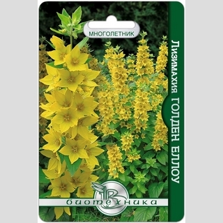 Лизимахия Гольден Ело