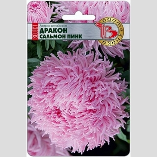 Астра Дракон селект Сальмон Пинк