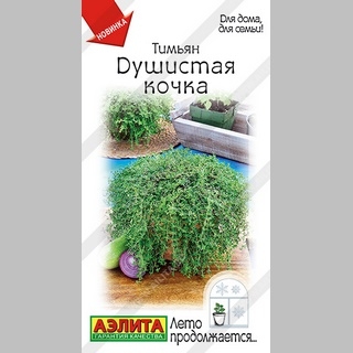 Тимьян Душистая кочка