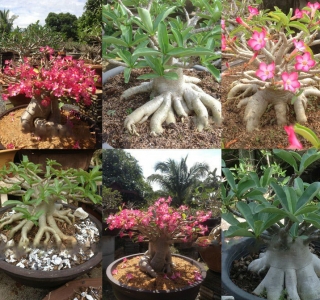 Адениум Роза Пустыни микс (тучный) (большой пакет)