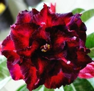 Адениум Черная Птица (тучный) (большой пакет)