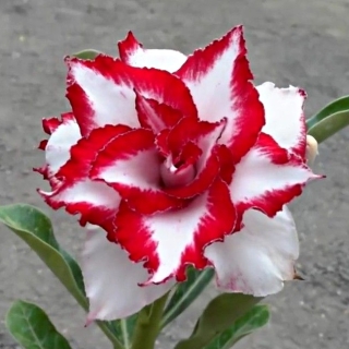 Адениум Феррари (тучный) (большой пакет)