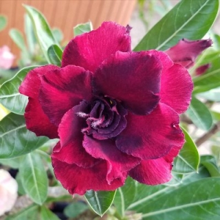 Адениум Малиновый Десерт (тучный) (большой пакет)