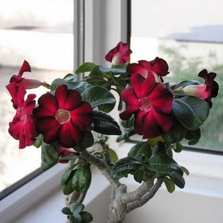 Адениум Мунгсагда (тучный) (большой пакет)