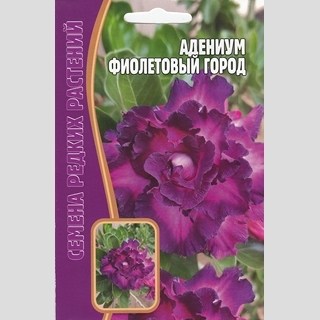 Адениум Фиолетовый Город (тучный) (большой пакет)