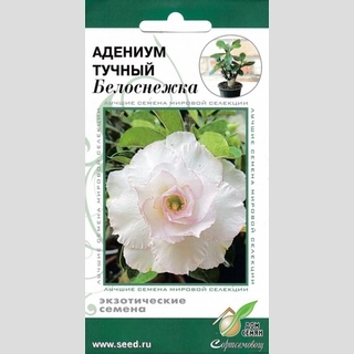 Адениум Белоснежка (тучный)