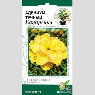 Адениум Канарейка (тучный)