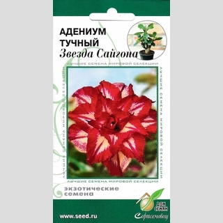 Адениум Звезда Сайгона (тучный)