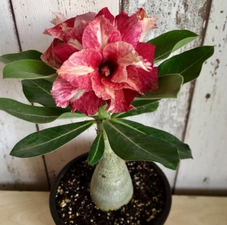 Адениум Звезда Сайгона (тучный)