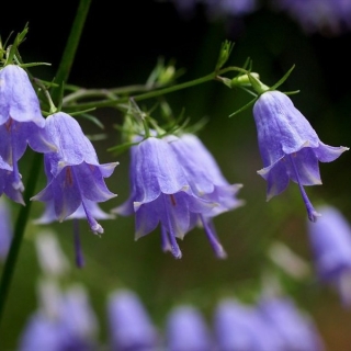 Аденофора Ручеёк (большой пакет)