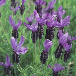 Лаванда Фрагрант баттерфляй