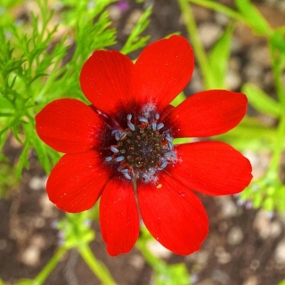 Адонис Красная шапочка