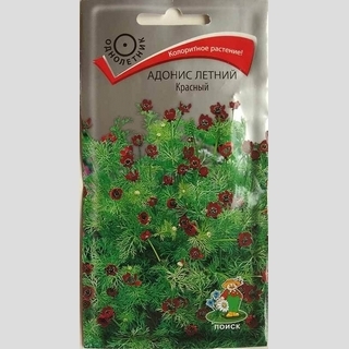 Адонис Красный летний