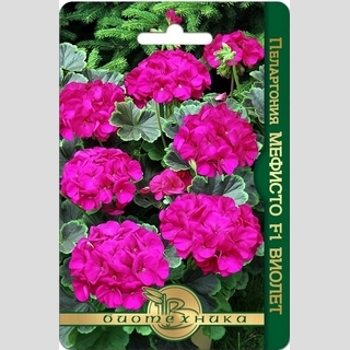 Пеларгония Мефисто F1 Виолет