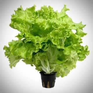 Салат Aficion RZ (большой пакет)