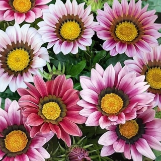 Газания (гацания) Африка Фламинго