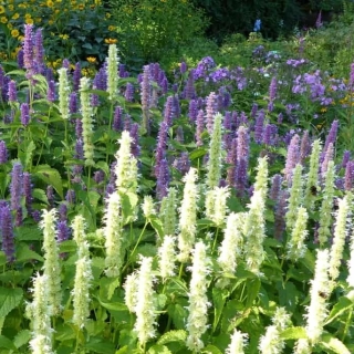 Агастахе Пышноцвет смесь