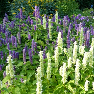 Агастахе Йоркшир смесь